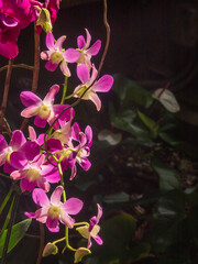 Cluster of magenta orchids (unidentified species) in morning sunlight in an ornamental tropical garden in southwest Florida © Kenneth