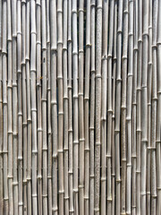 Wall of tall bamboo (unidentified species) in a botanical garden on a sunny afternoon in southwest Florida, for background or element with motifs of natural and traditional building materials