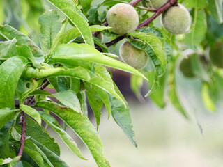 Close up branch of almond tree with fruit growing. Almond tree crop.