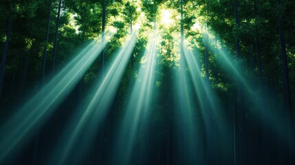 Sun Rays Filtering Through Pine Forest