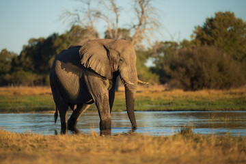 Obraz premium Elephants in Moremi game reserve Africa, Family of Elephants , Elephants taking a bath in a water pool with mud, eating green grass. African Elephants in landscape, Africa in autumn.