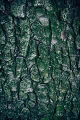 A close up of Atlas Cedar tree bark with green moss