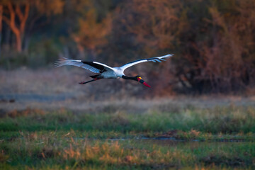 4K photo of The saddle-billed stork or saddlebill (Ephippiorhynchus senegalensis) is a large wading bird in the stork family, Ciconiidae