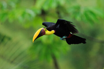 Flying the yellow-throated toucan (Ramphastos ambiguus) is a species of bird in the family Ramphastidae, the toucans, toucanets, and aracaris. In flight. 4k resolution