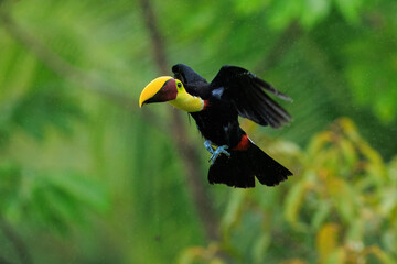 Flying the yellow-throated toucan (Ramphastos ambiguus) is a species of bird in the family Ramphastidae, the toucans, toucanets, and aracaris. In flight. 4k resolution