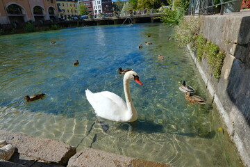 swans on the lake