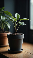 Young Potted Plant on Wooden Table Near Sunlit Window