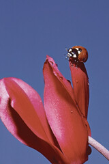 common ladybug resting on a flower of persian cyclamen