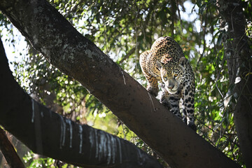 Jaguar hunting and slowly moving down a tree, prepared for a jump while watching a caiman in the river