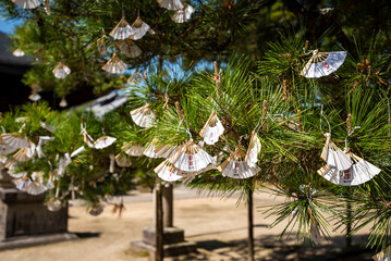 天橋山智恩寺 松の木に結ばれたすえひろ扇子おみくじ　京都府宮津市文珠