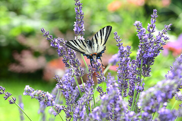 Schmetterling 1198 © K.-U. Häßler