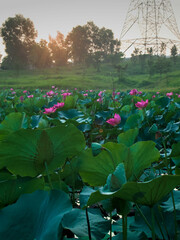 A field of pink lotus flowers in full bloom, with a tall electricity pylon in the background.