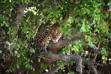 Close-up of a jaguar resting hidden in a tree, surrounded by dense foliage