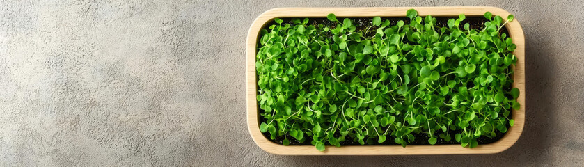 A vibrant tray filled with fresh, green microgreens on a textured gray surface, showcasing a healthy and natural aesthetic.
