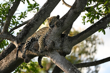 Close-up of a jaguar resting comfortably on a tree branch in the jungle © PetrDolejsek
