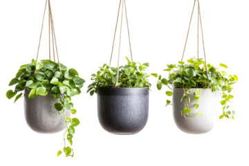 Hanging planters with lush green plants, perfect for home decor and interior design.