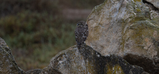 The little owl Athene noctua is the most common of the Italian nocturnal birds of prey