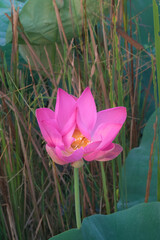 A vibrant pink lotus flower blooms amidst a lush, green backdrop, with delicate petals and a golden center.