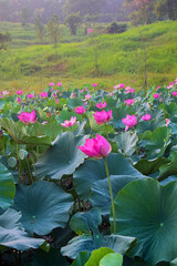 Serene field of pink lotus flowers in full bloom, stretching towards a misty mountain backdrop.
