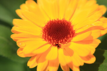 Vibrant Pot Marigold flower in full bloom, showcasing its cheerful golden-orange petals that radiate warmth and joy. 