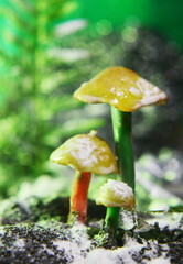 Small scale mushroom diorama with a school atmosphere in the forest with a bokeh background and colorful lights made with several shooting angles