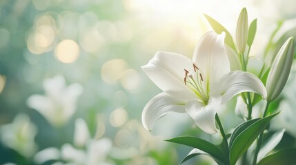 Obraz premium Serene white lily basking in gentle morning light, surrounded by lush greenery and soft bokeh effects.