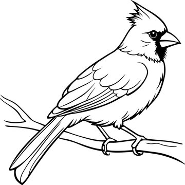 recommend clip art: Cardinal bird on branch Vector, silhouette, line art, bird on a branch Isolated on white background