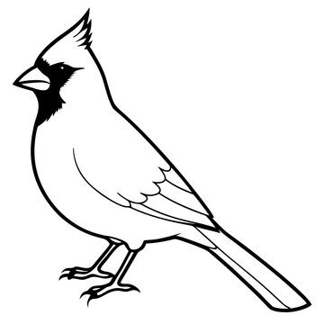 recommend clip art: Cardinal bird on branch Vector, silhouette, line art, bird on a branch Isolated on white background