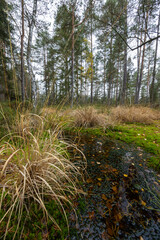 Red Mud (Cervene blato) National Nature Reserve near Suchdol nad Luznici  in Trebonsko region, Southern Bohemia, Czech Republic