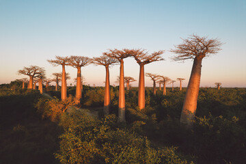Madagascar - aerial view of baobab alley at sunrise