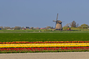 Field of tulips with Ondermolen windmill near Alkmaar, The Netherlands