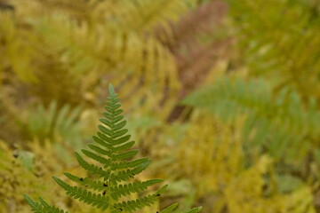 macro photography of fern leaves in autumn