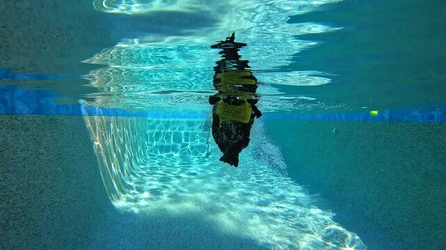 24.5 Charley Swimming 4