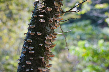 木に生えた食べらそうにない怪しいキノコ