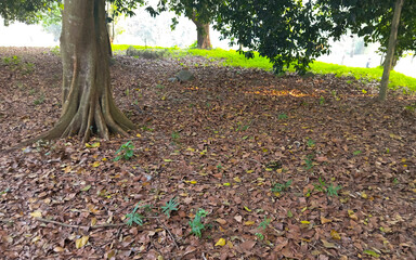 a collection of dry leaves falling from a tree
