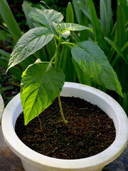 a young chili seedling in a white cement pot