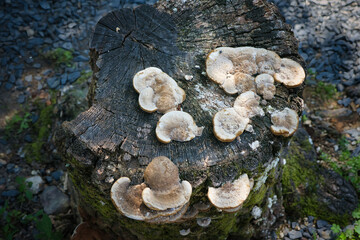 木に生えた食べらそうにない怪しいキノコ