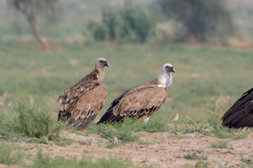 Eurasian griffon vulture or Gyps fulvus at desert national park, Rajasthan,India