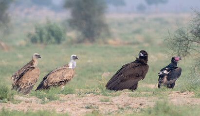 Eurasian griffon vulture or Gyps fulvus at desert national park, Rajasthan,India