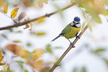 Ave pousada em ramo.