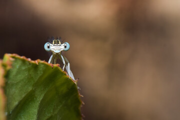 libelula com olhos grande a olhar para a camera