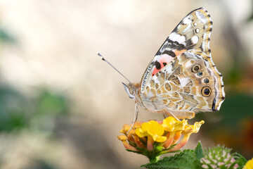 Vanessa cardui. Borboleta em cima de um aflor amarela