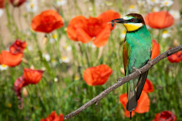 Ave pousada em ramo.
