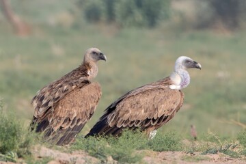 Eurasian griffon vulture or Gyps fulvus at desert national park, Rajasthan,India