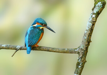 Ave pousada em ramo.