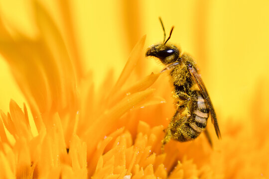 abelha coberta de p&oacute;len.