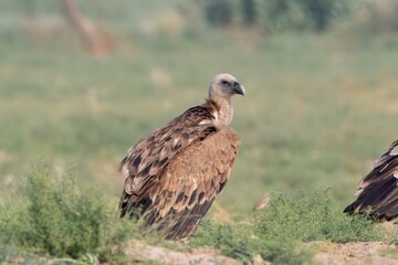 Eurasian griffon vulture or Gyps fulvus at desert national park, Rajasthan,India