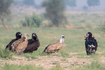 Eurasian griffon vulture or Gyps fulvus at desert national park, Rajasthan,India