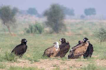 Eurasian griffon vulture or Gyps fulvus at desert national park, Rajasthan,India