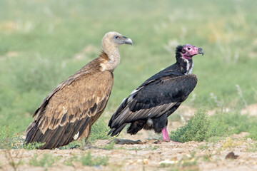 Eurasian griffon vulture or Gyps fulvus at desert national park, Rajasthan,India